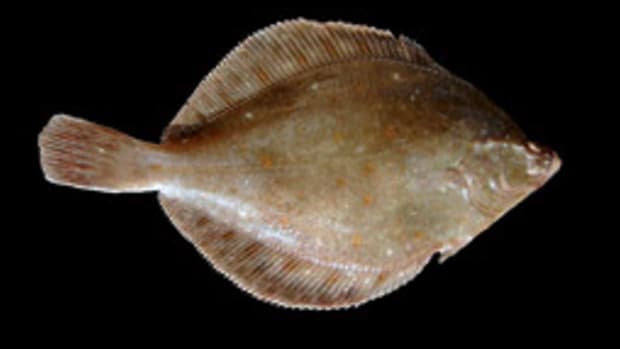 The yellowtail flounder is being overfished, according to the National Marine Fisheries Service.