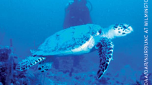 An endangered sea turtle cruises a coral reef in the Florida Keys.