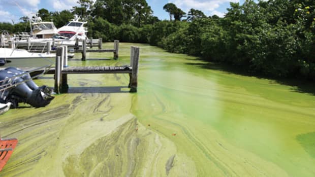 The algae bloom on the St. Lucie River clogged engine intakes on boats.