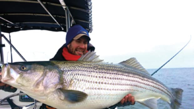 Trophy striped bass — many 40 to 50 inches in length and weighing as much as 45 to 50 pounds — are the target during the spring in Maryland and Virginia.