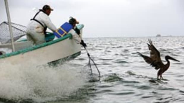Wildlife seervice personnel prepare to net an oiled pelican off Louisiana.