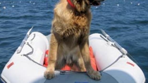 When not in the dinghy looking for birds, year-old golden retriever Duke can be found shark fishing aboard Amy Lynn Clark's 1987 Post 46 sportfisherman, Salty Paws, which inspired the name for our contest.
