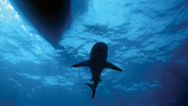 Misunderstood? Maybe, but the sight of a shark is a source of primal fear in humans.