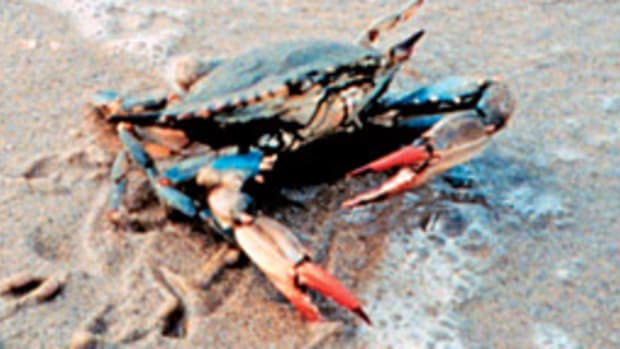 The blue crab is the focus of a rebuilding effort by the State of Maryland.