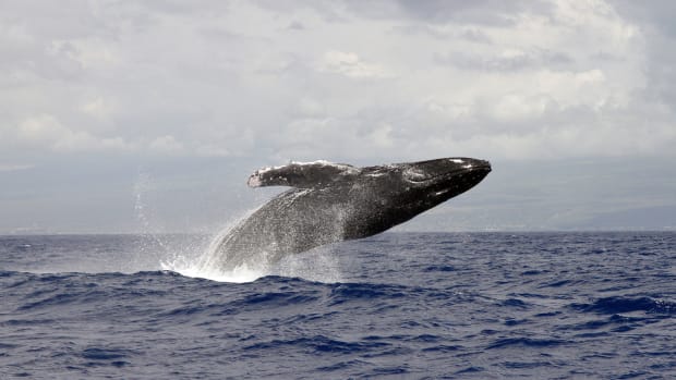 NOAA-Humpback-Whale-DISPATCH