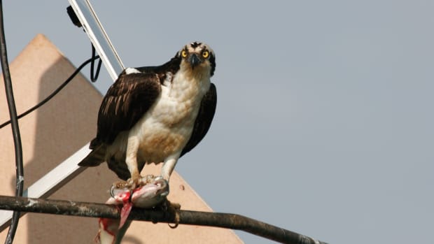 Photo of Osprey with fish in its claws
