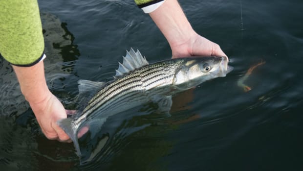 striper-fish
