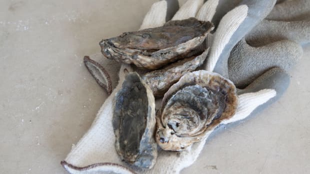 oysters-on-glove