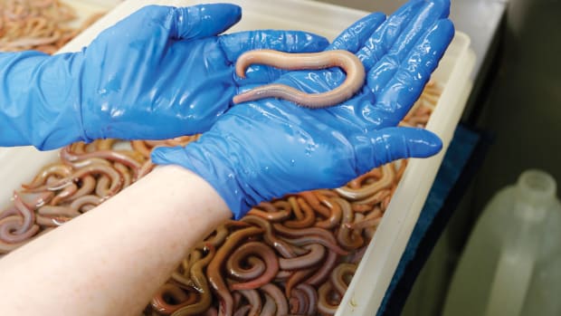 dee-tochterman-handling-blood-worms