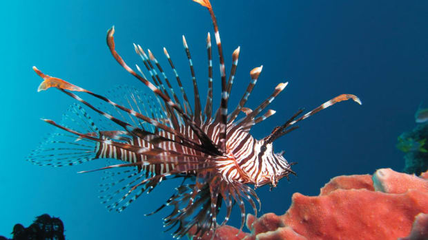 red-lionfish
