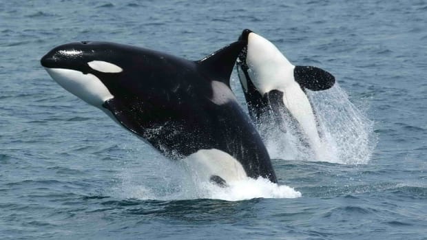 Killerwhales_jumping