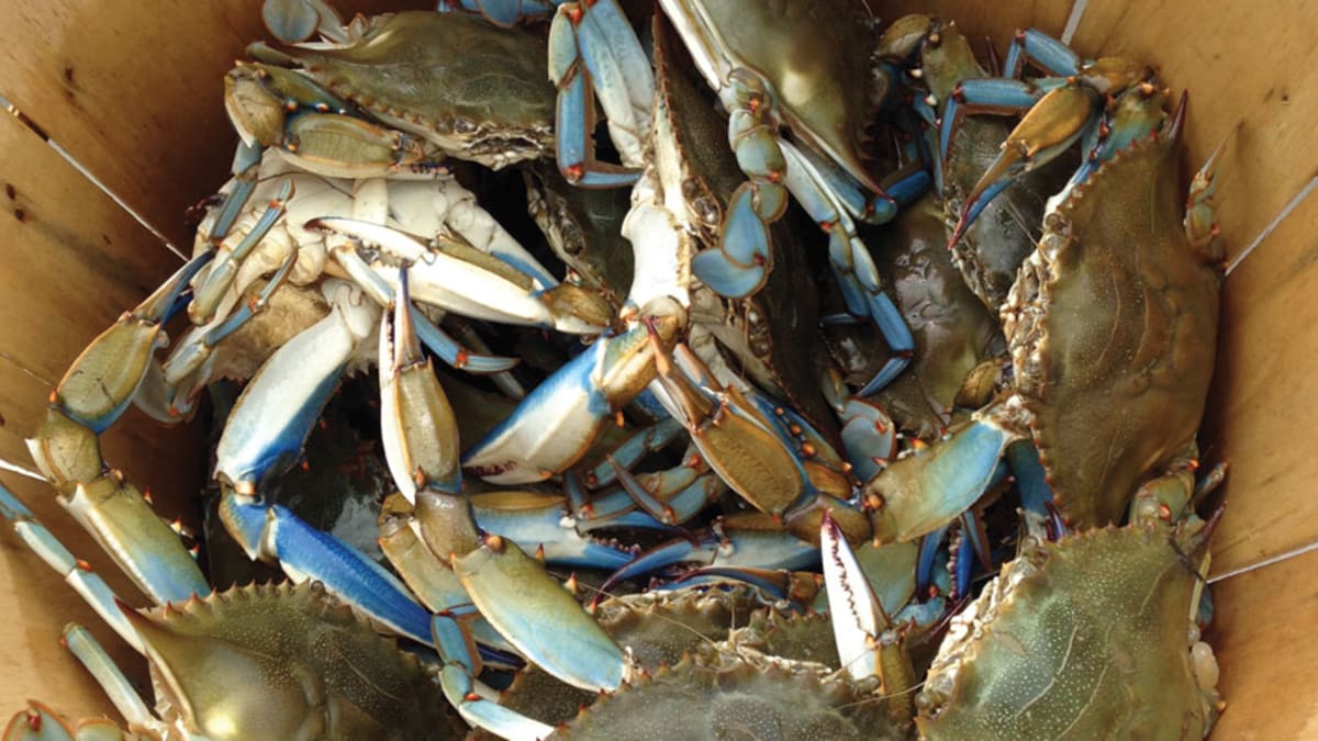 There's More Than One Way To Catch Crabs - Soundings Online