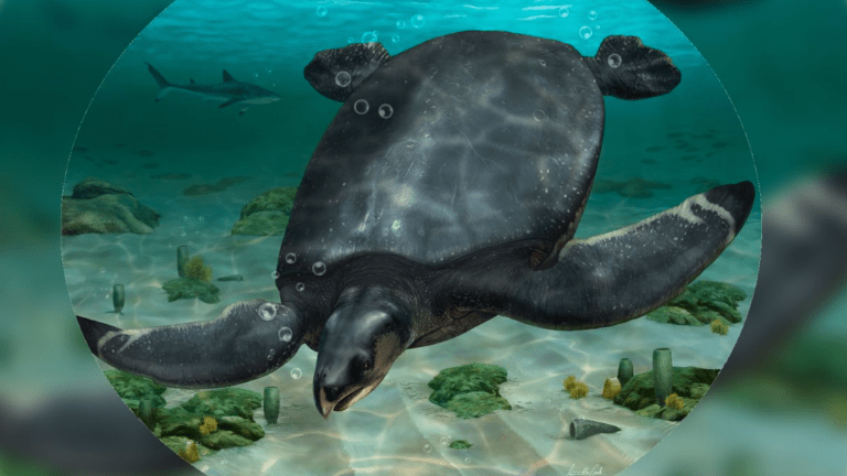 Fossil of 12-Foot Turtle Found in Europe