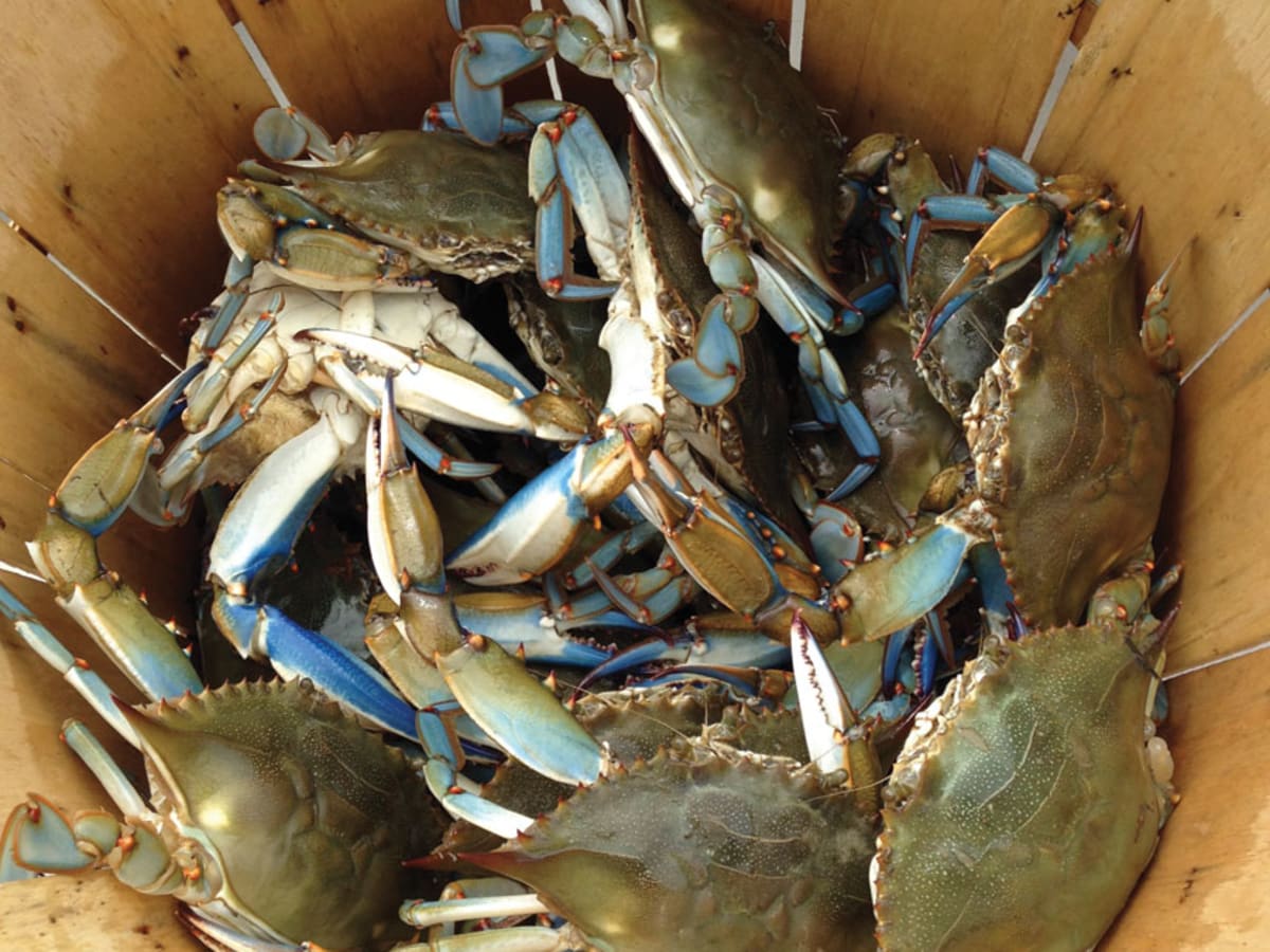 are blue crabs attracted to light