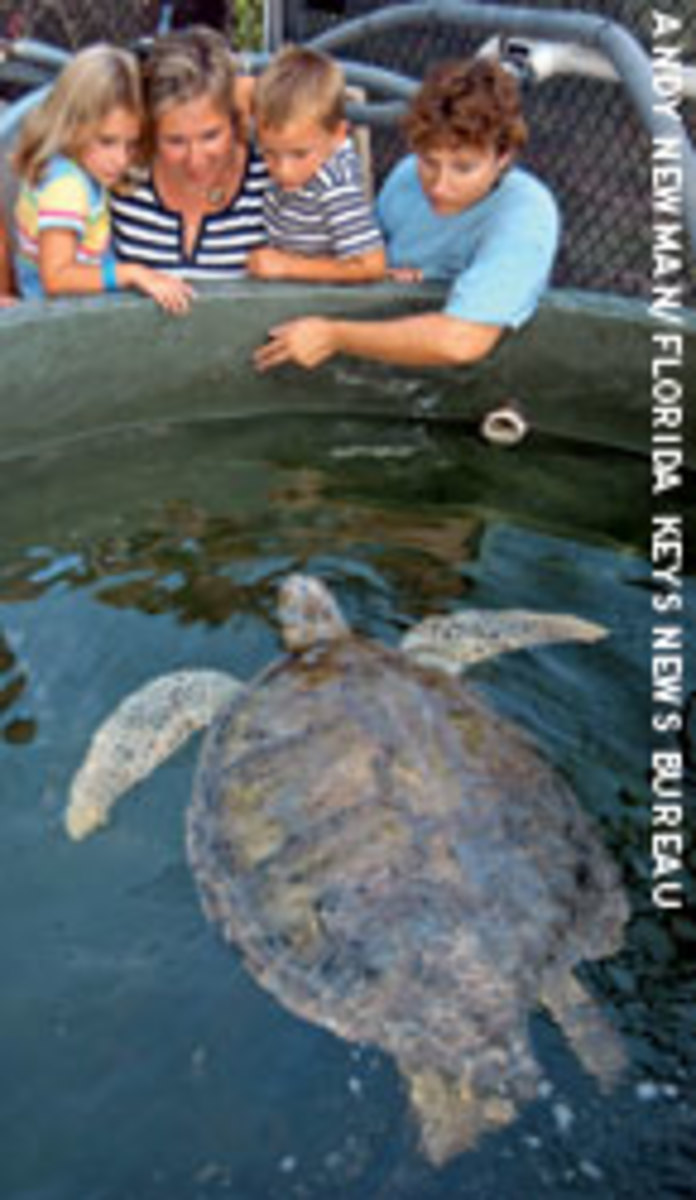 A staff member with the Marathon Turtle Hospital shows visitors a recovering female green sea turtle.