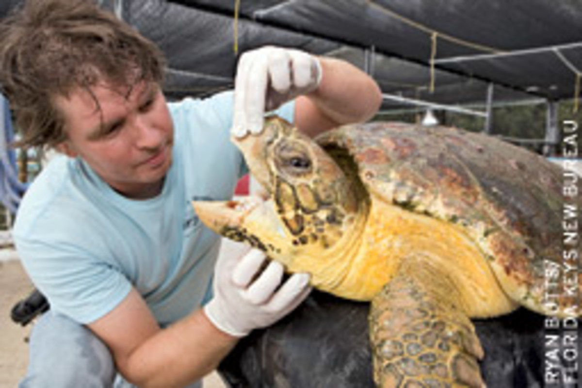The turtle hospital staff found this sick turtle near the facility.