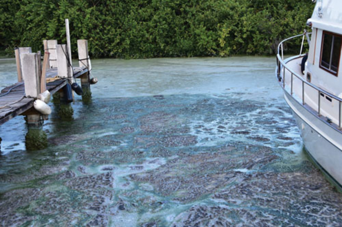 The mess left by the blooms shut down boating in some areas of Florida.