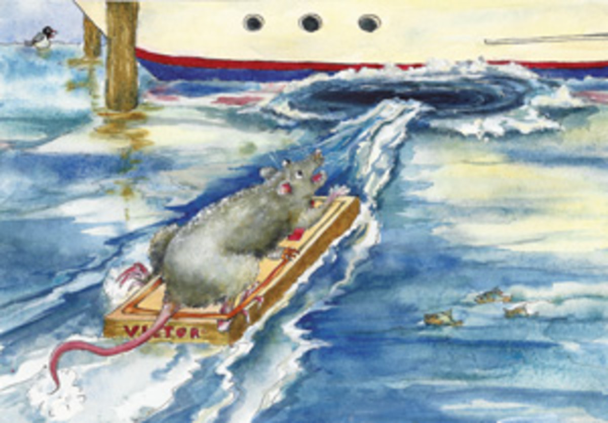 “They” say it’s bad luck if rats jump off your boat. Tom begs to differ.