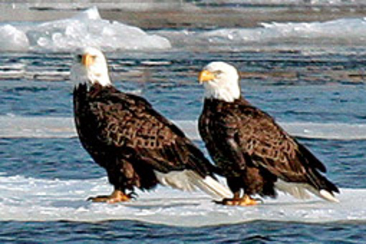EagleWatch 2009 offers boat tours that bring you closer to the national bird.
