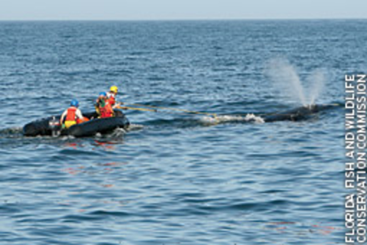 Rescuers removed about 670 feet of line from a right whale - one of only 300 to 400 left in existence.