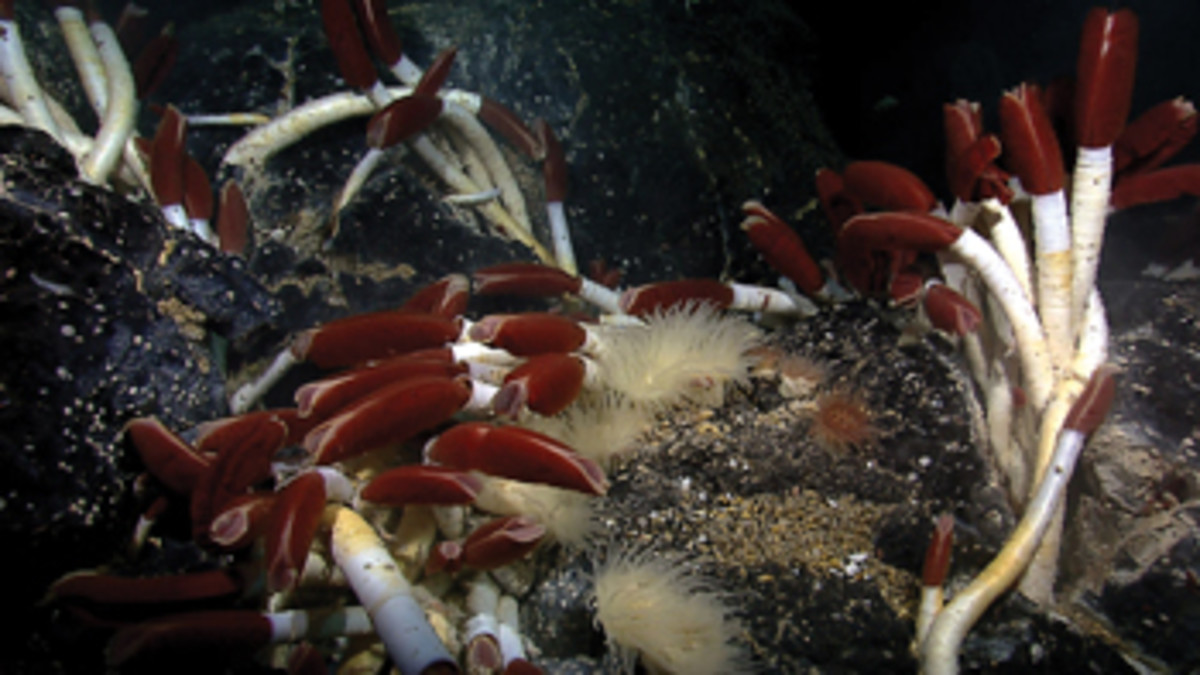 Giant tube worms, which can grow as long as 7 feet, colonize near hydrothermal vents on the sea floor.