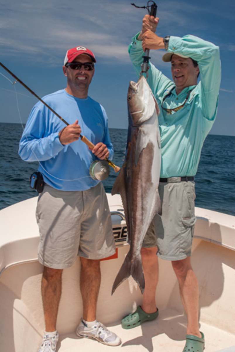 Big CBBT cobia can put a serious bend in your fishing rod.