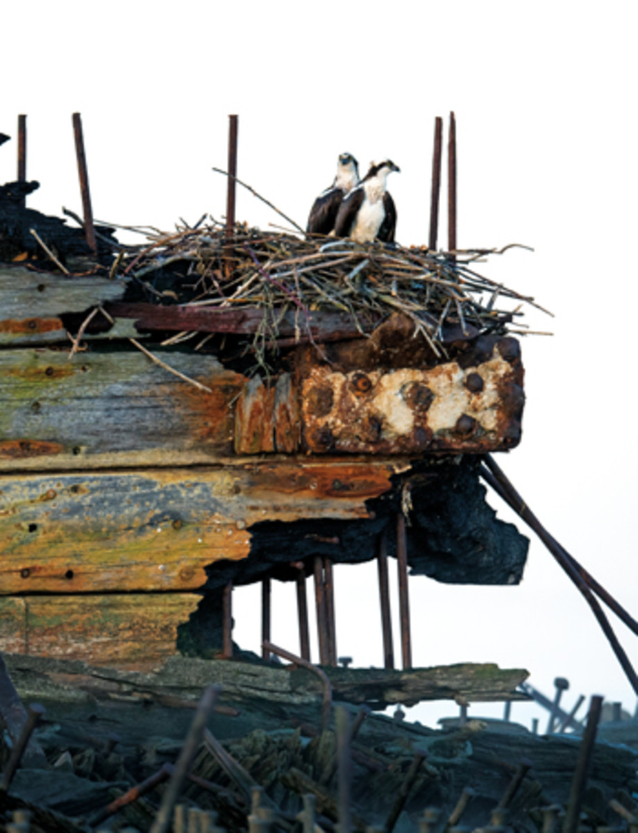 The stern of the steamship Benzonia and other vessel remnants provide habitat for all sorts of wildlife.