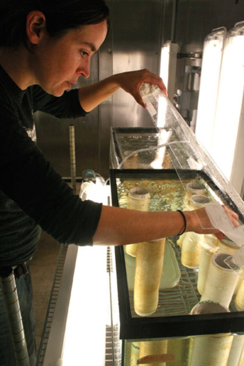 Sarah Redmond, a Maine Sea Grant marine extensions associate, checks incubating seed strings.