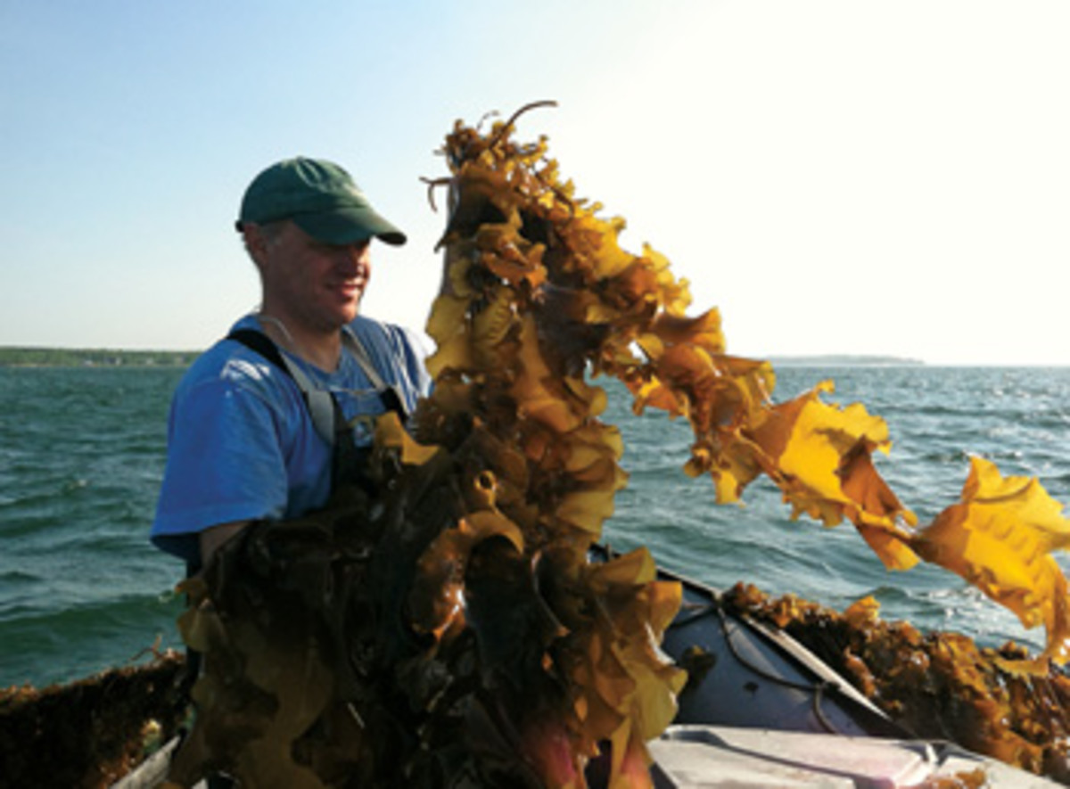 Paul Dobbins works the spring harvest in Casco Bay, Maine.