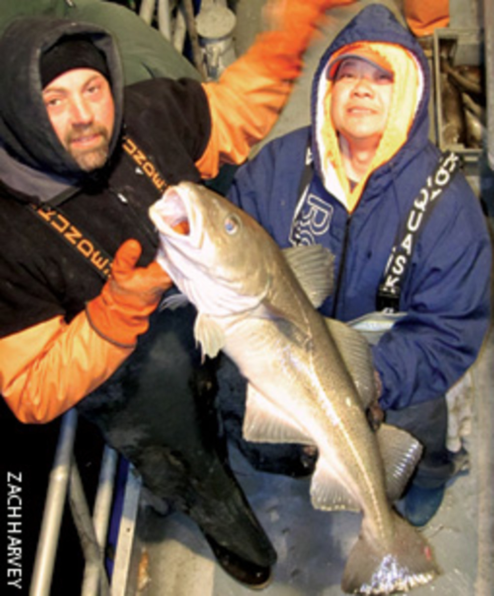 Cod are a major reason to push on into the winter months.