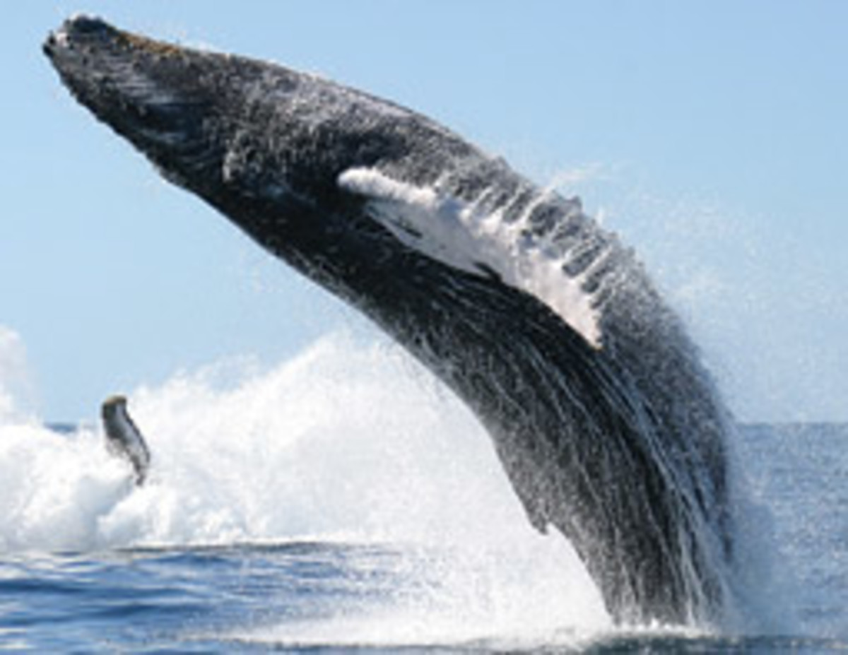 It's not unusual for whales to breach, like the humpback above. It is rare, however, for a whale to land on a boat.