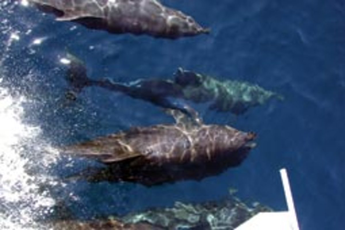 Dolphins ride in Ho'Okele's bow wake along Mexico's Oaxaca region.