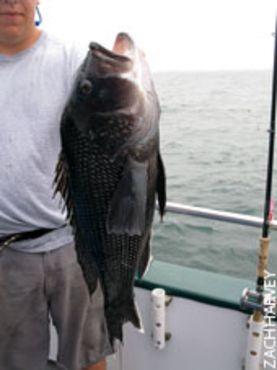 This 5-plus-pound monster sea bass was pried off a small wreck in around 60 feet of water south of Newport, R.I.