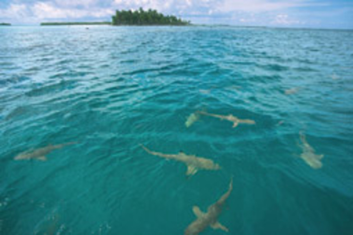 Sharks circling your boat will definitely change your plans for an afternoon swim.