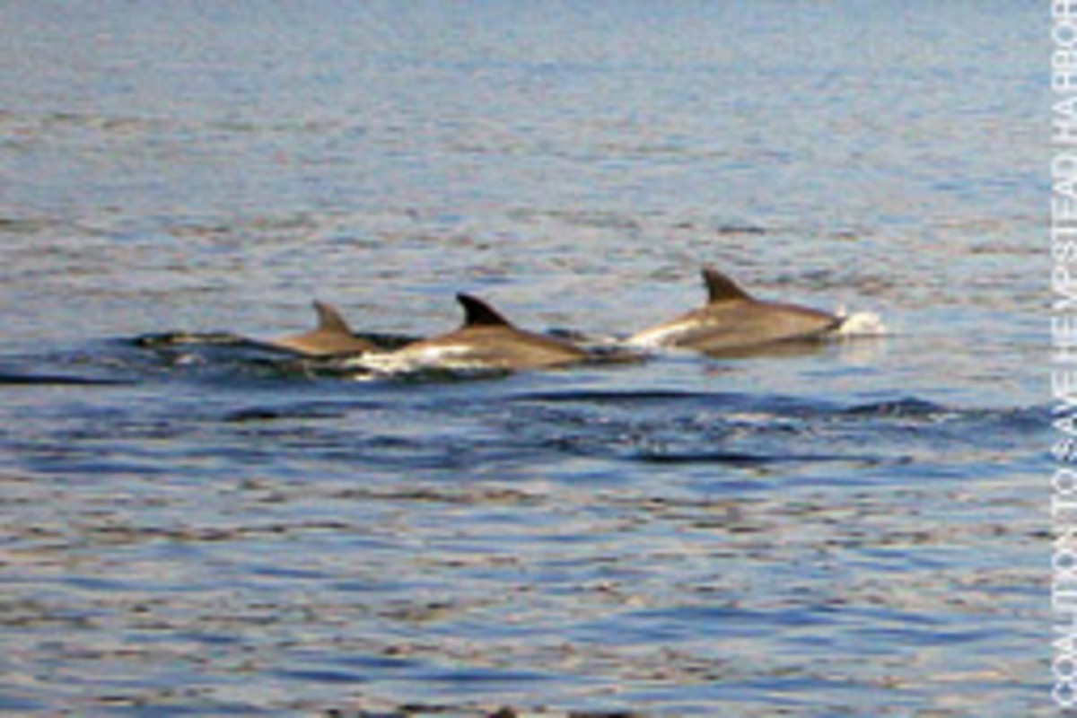 Long Island boaters were amazed to encounter a pod of about 200 dolphins in Hempstear Harbor.