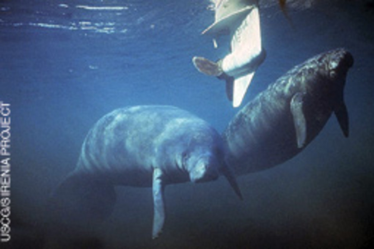 Of the 767 Florida manatee deaths in 2010, 83 were boat- or ship-related.