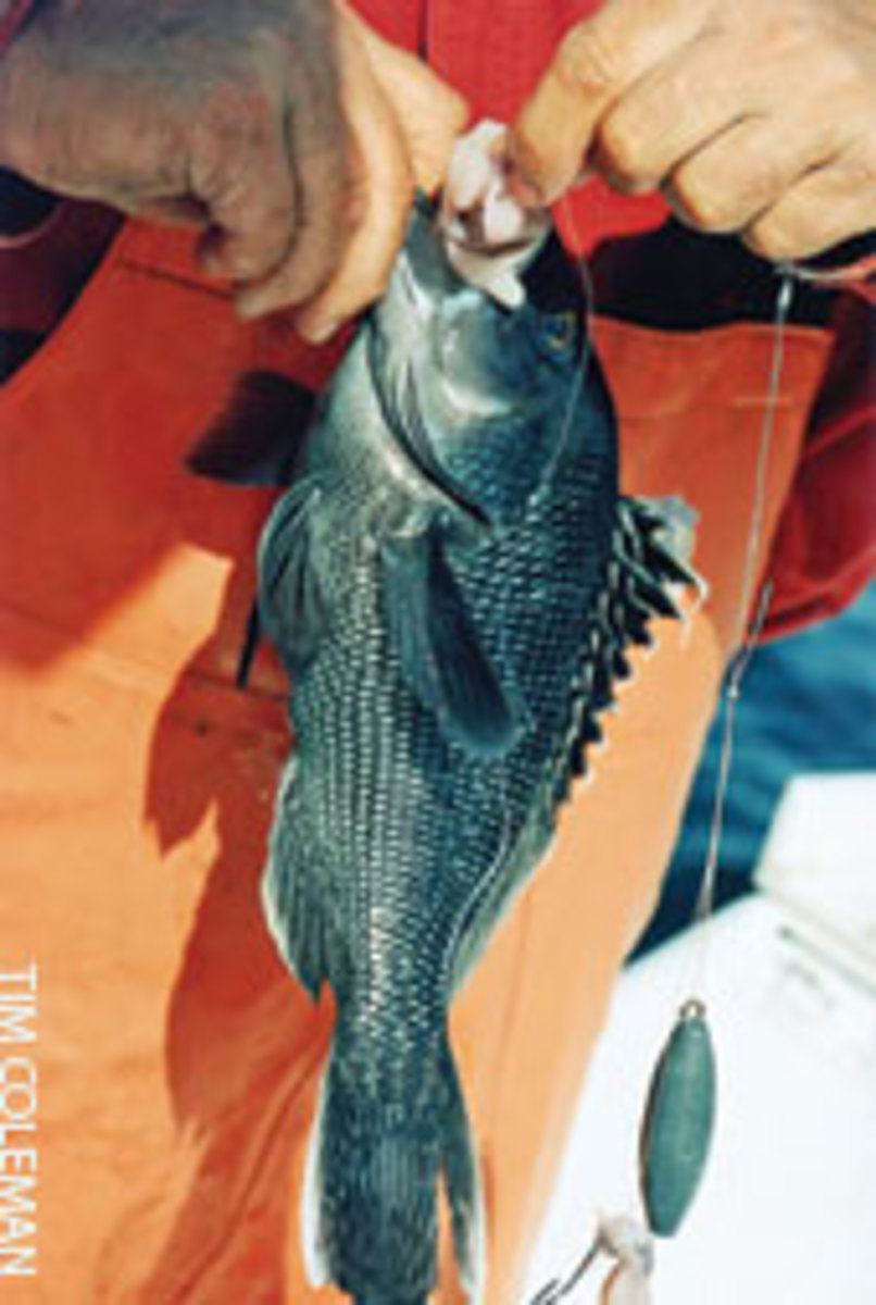 Sea Bass bite well on squid around wrecks during the slack tide.