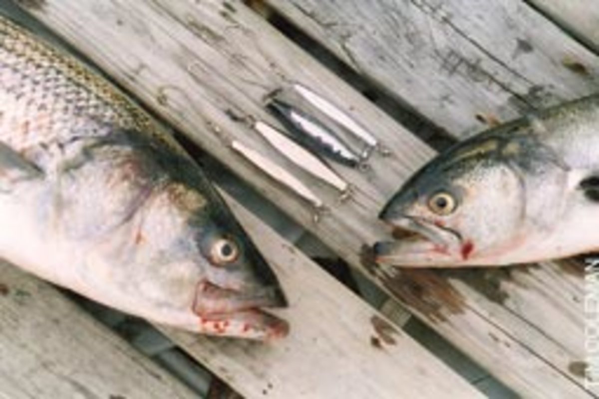 Diamond jigs from 4 to 8 ounces will work on both bass and blues feeding deep, or sea bass over wrecks when you add a strip of squid to the hook and yo-yo the lure near the bottom.
