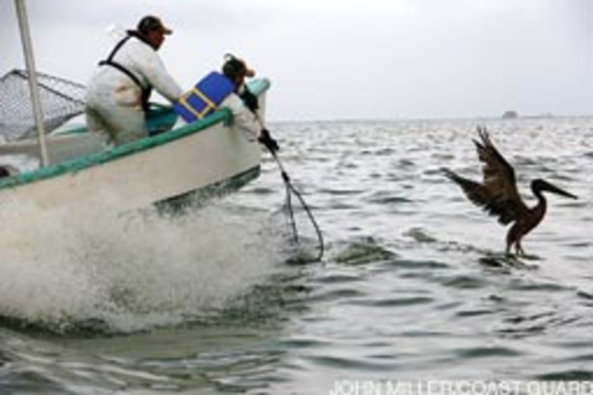 Wildlife seervice personnel prepare to net an oiled pelican off Louisiana.