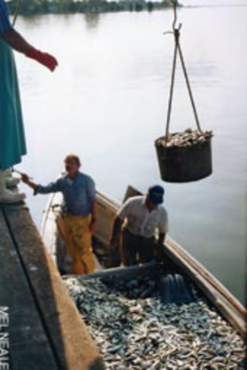 A skiff full of bait makes for a good payday. Tom (left) works with Ralph Mitchum