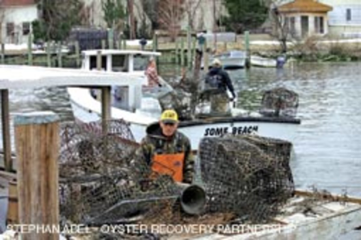 Watermen were paid $400 per day to help retrieve abandoned crab pots from the Bay.