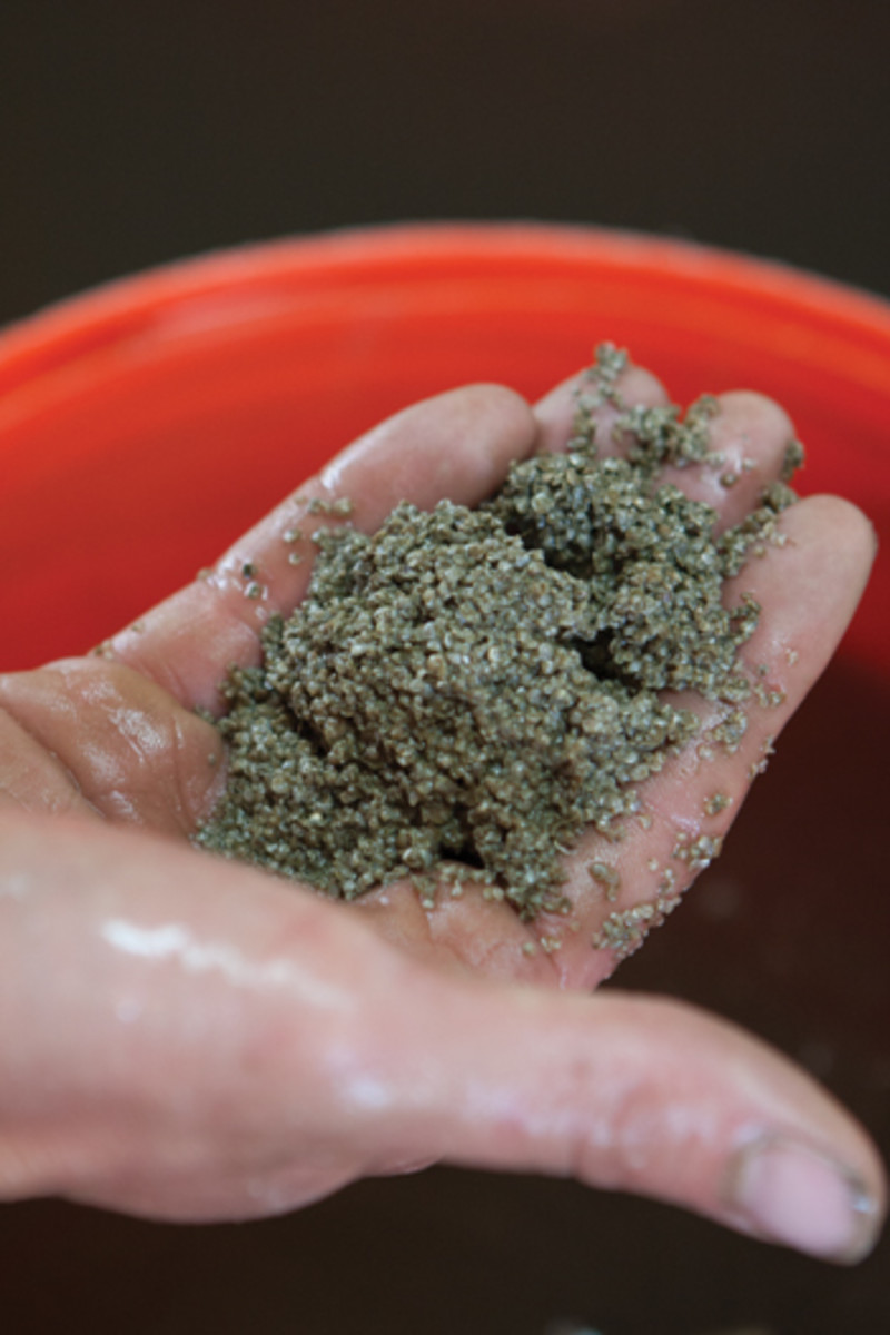 One million seed oysters fit in the palm of a hand.