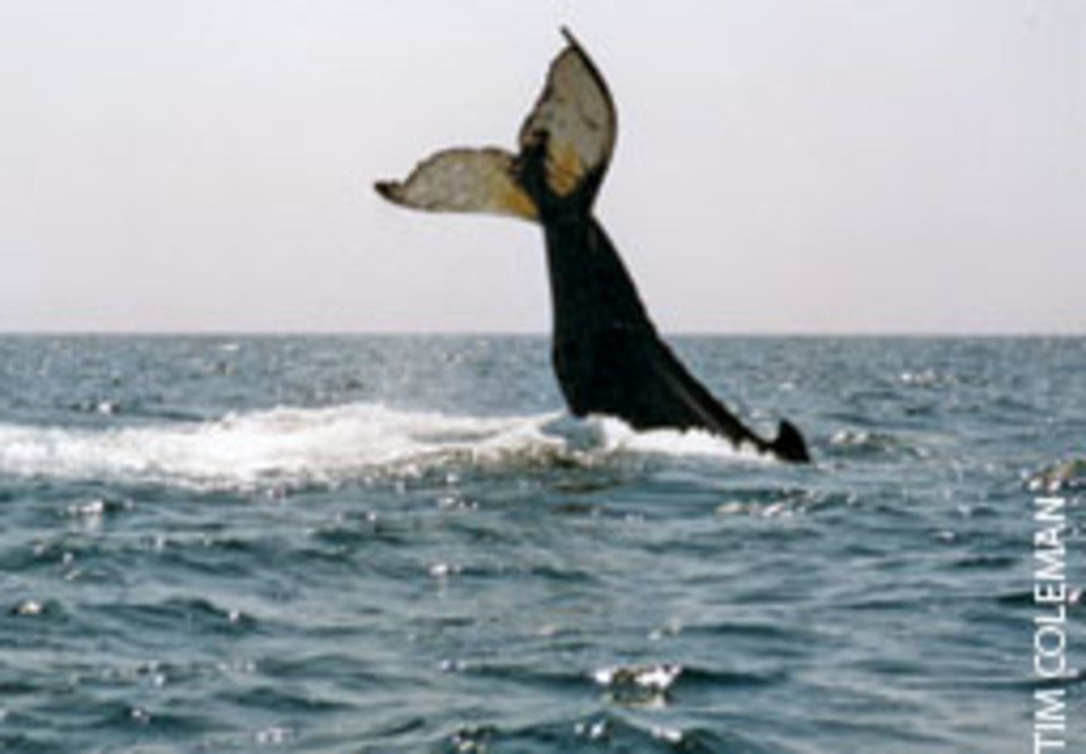 Many party boats offer whale-watching trips during the summer.