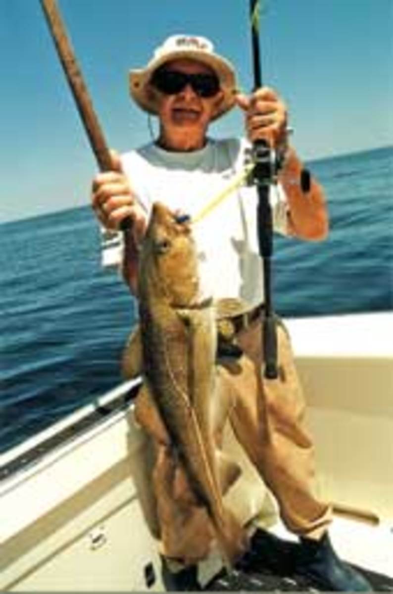 This cod was caught on a 4-1/2 ounce jig with a light rod and 30-pound braid in 275 feet of water off Gloucester, Mass. 