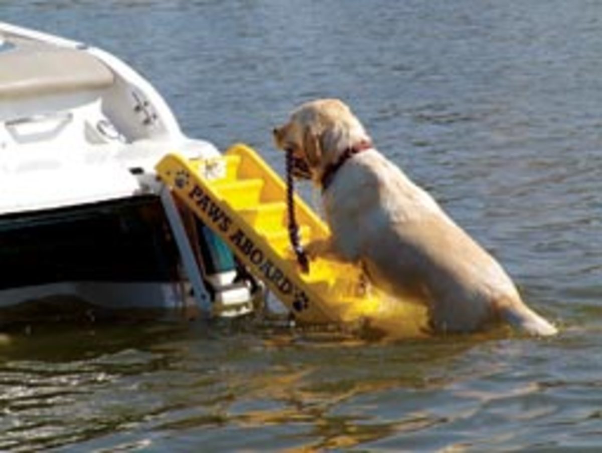 Paws Aboard's Doggy Boarding Ladder