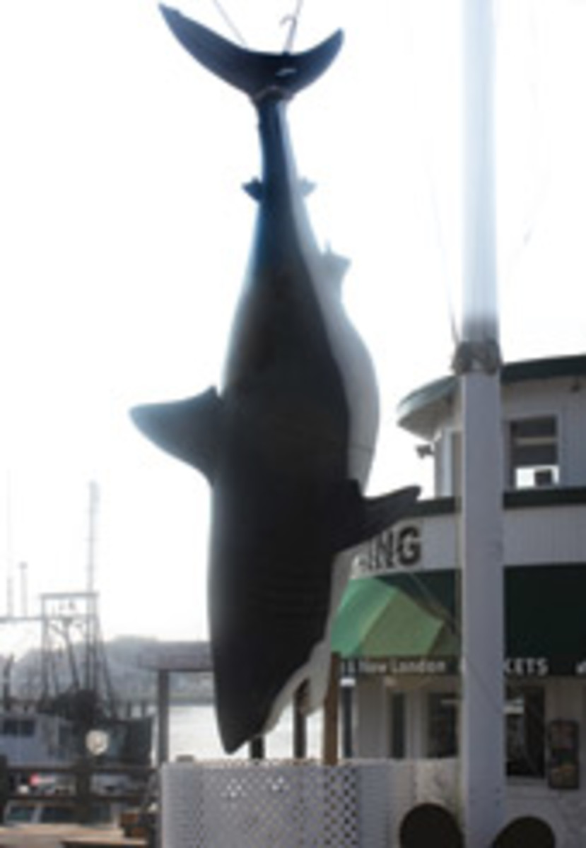 This toothy replica outside the Viking Fishing Fleet in Montauk, N.Y., represents a record-setting 17-foot, 3,427-pound great white.