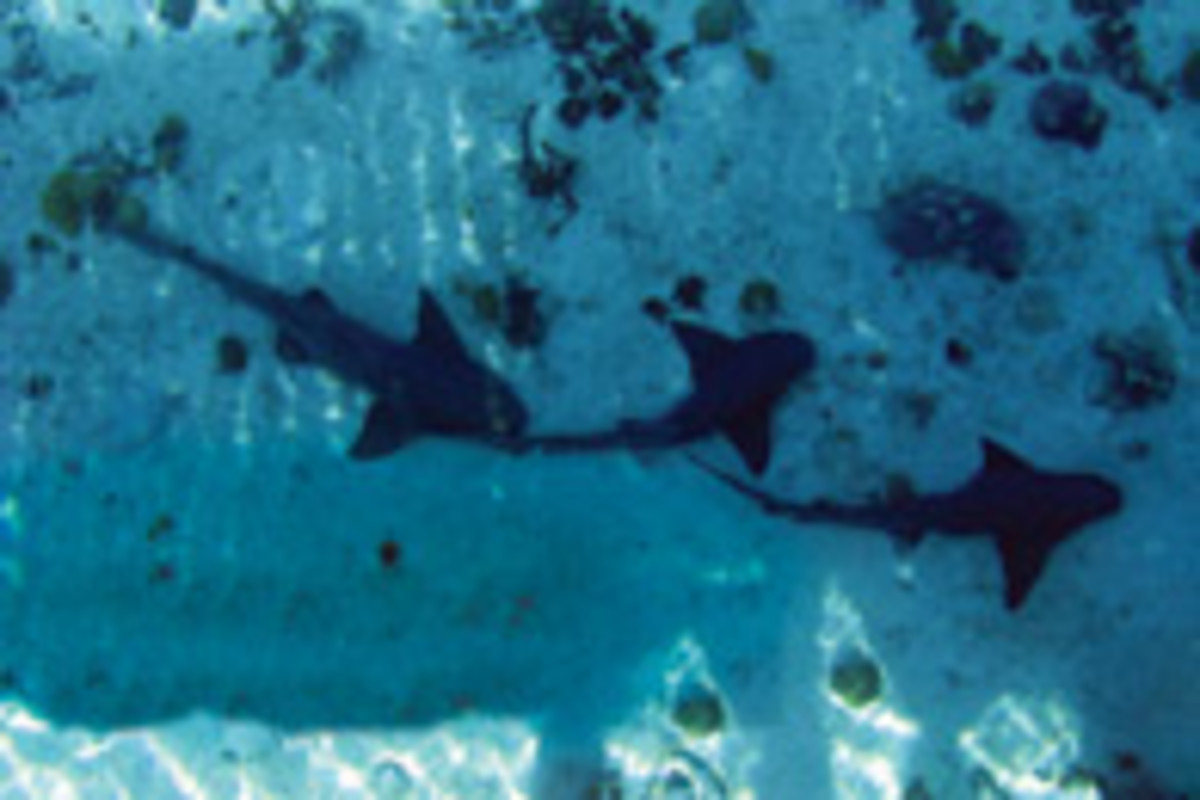 Sharks are clearly visible in pristine Bahamian waters.
