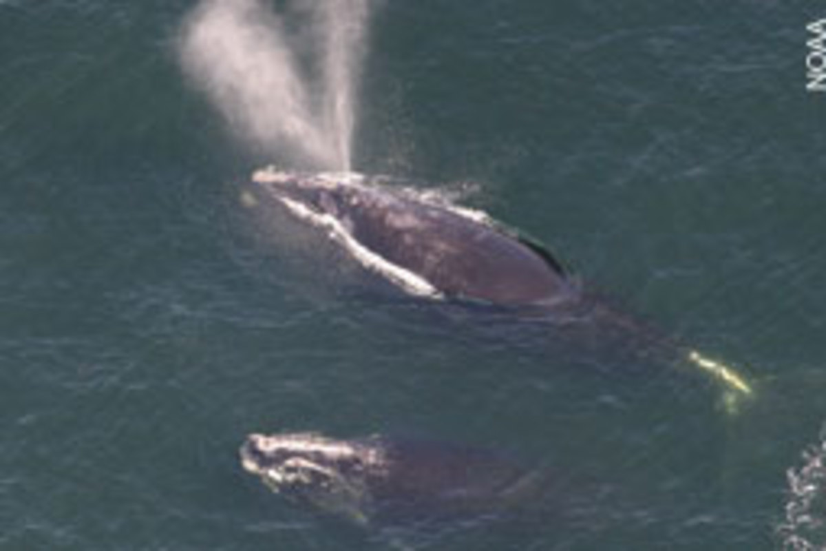 The Atlantic right whale population has fallen to around 350.