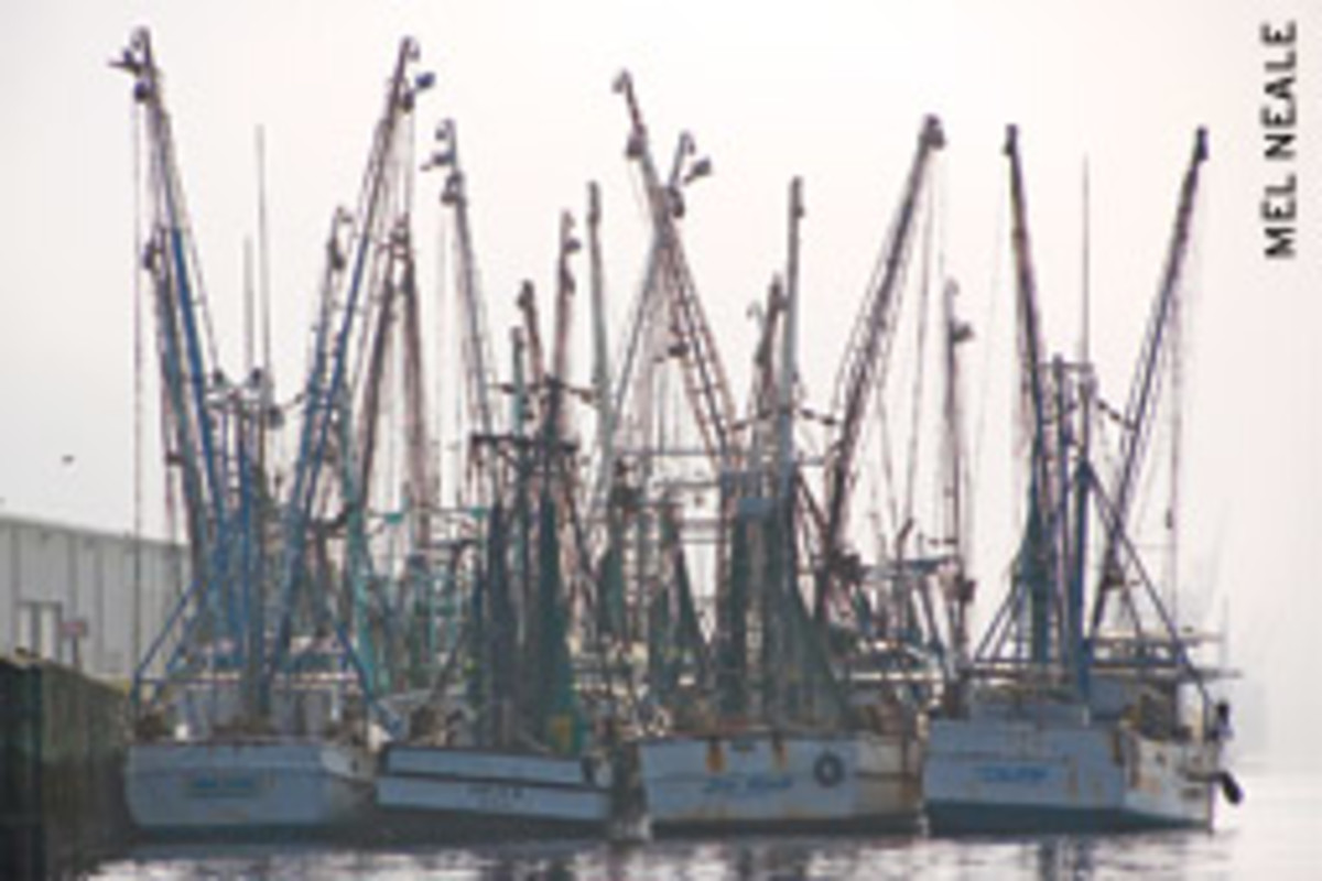 Shrimp boats line the Brunswick waterfront.