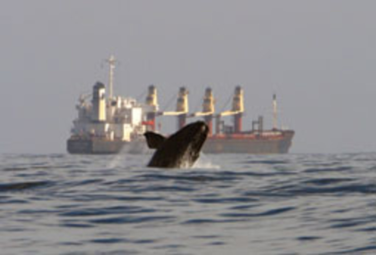 A right whale breaches off Jacksonville, Fla.